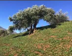 Il quotidiano All Food Sicily parla del nostro olio Tre Casi