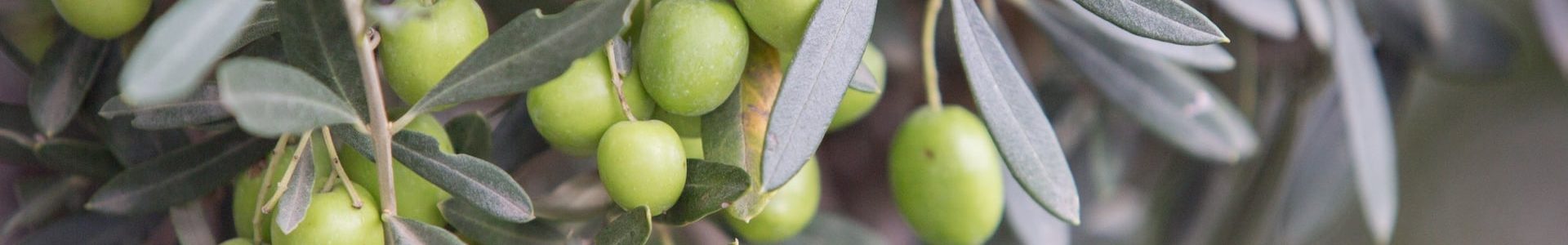 olive-tree-brunch-min